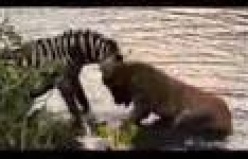 Aslan'ın elinden kurtulan zebra