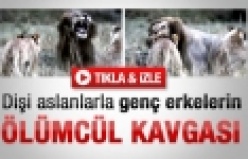 Dişi aslanlar ile erkek aslanların kavgası