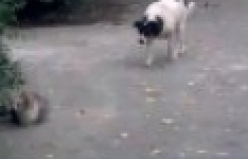 Sinsi Köpek Yaptığına Pişman Oldu