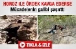 Horoz ile ördeğin amansız mücadelesi 