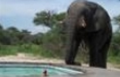 Susuz kalan filin havuzdan su içme görüntüsü