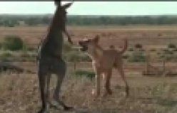 vahşi köpek ve kanguru