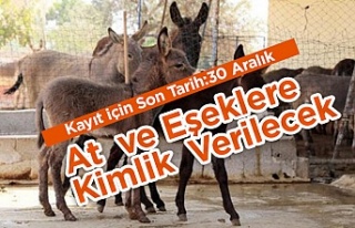 Dikkat! At Katır ve Eşeklere Kimlik verilecek