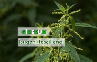 Giresun Isırganı Tescillendi.