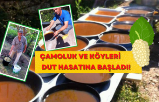 Çamoluk ve Çevre Köyleri Dut Hasatına Başladı!