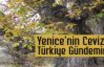 Yenice'nin Cevizleri Türkiye'nin Gündeminde