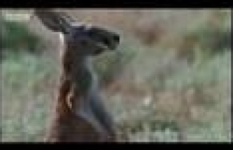 Yaşamak için Mücadele etmek Lazım Kangurunun Yaban köpeğine karşı koyması