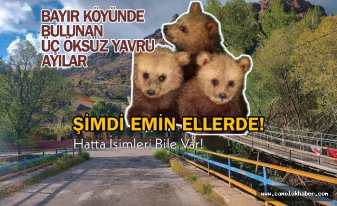 Bayırköyü'nde Bulanan Yavru Kardeş Ayılar Şimdi Emin Ellerde!