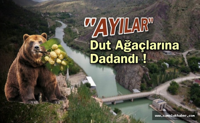 Ayılar Dut Ağaçlarına Dadandı!