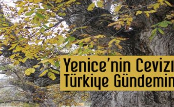 Yenice'nin Cevizleri Türkiye'nin Gündeminde