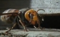 Bal arıları eşek arısını böyle öldürdü