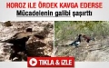 Horoz ile ördeğin amansız mücadelesi 