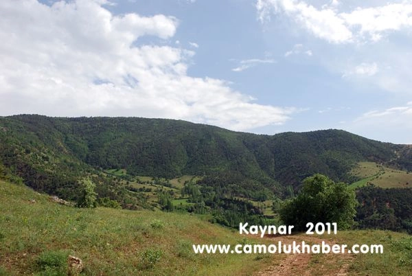 Kaynar