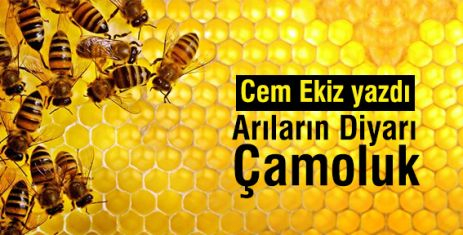 Cem Ekiz'den Güzel bir yazı "Arıların Diyarı Çamoluk"