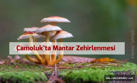 Çamoluk Karadikmen köyünde 14 Kişi Mantardan Zehirlendi!