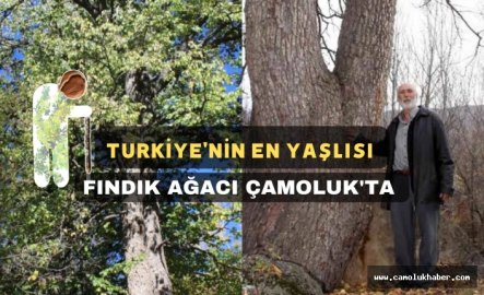 Türkiye'nin En Büyük Fındık Ağacı Çamoluk'ta Tespit Edildi!