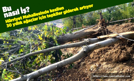 Hürriyet Mahallesinde Ağaç Katlima Tepki Büyüyor