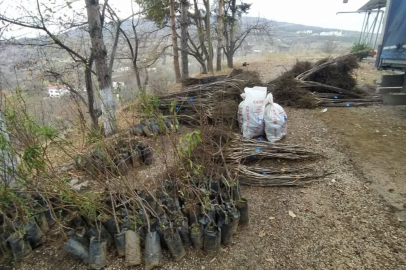 Çamoluk'a 60 Dekar Ceviz Bahçesi