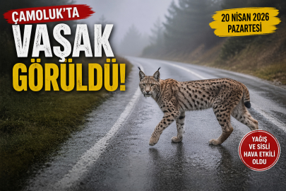 Çamoluk’ta Görsel Şölen: Nesli Tükenmekte Olan Vaşak Köy Yolunda Görüldü