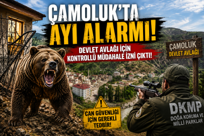 Çamoluk’ta Ayı Alarmı: Devlet Avlağı İçin Kontrollü Müdahale İzni Çıktı!