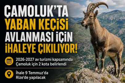 ÇAMOLUK’TA YABAN KEÇİSİ AVLANMASI İÇİN İHALEYE ÇIKILIYOR!