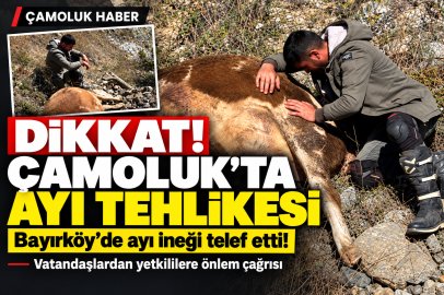 Çamoluk’ta Ayı İneği Telef Etti.